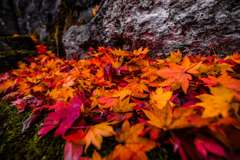 紅葉021