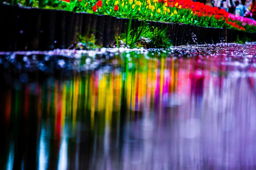 チューリップ029