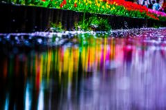 チューリップ029