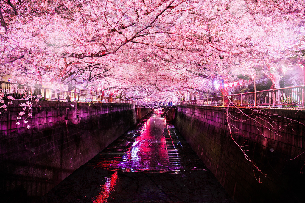 大橋＠目黒川上流013R