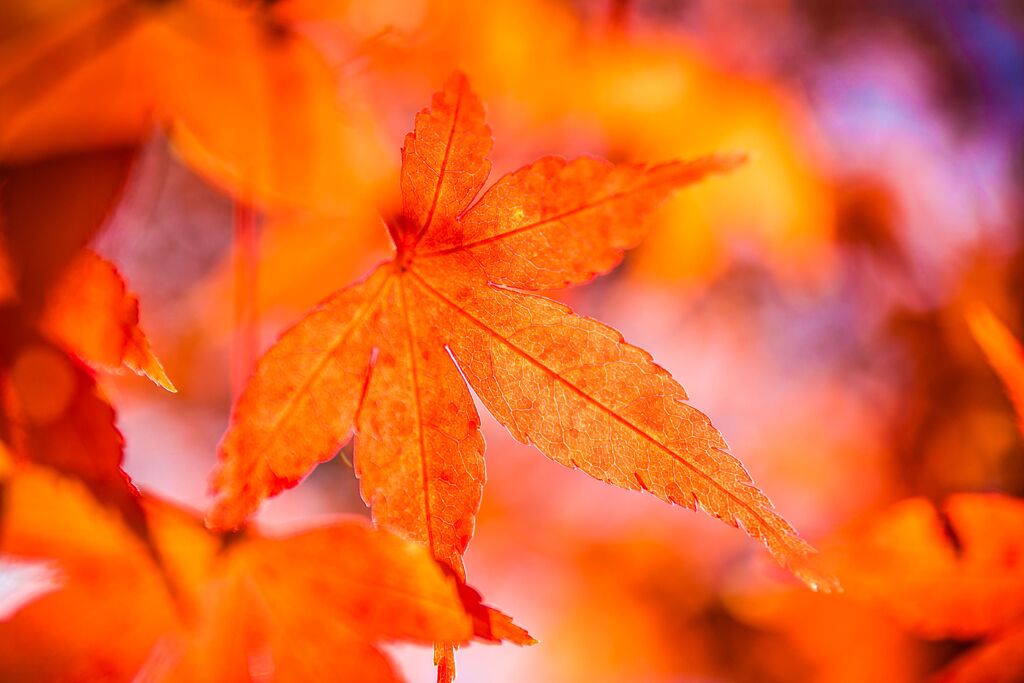 紅葉032