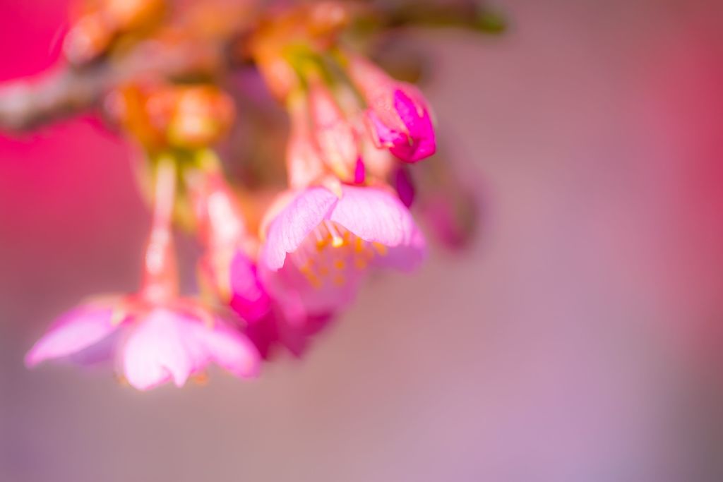 寒桜011