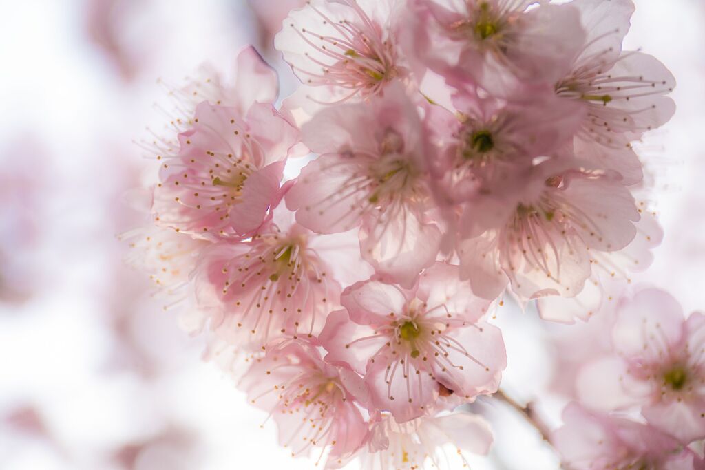桜C100