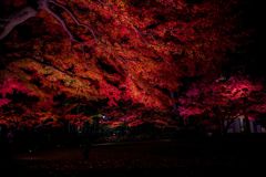 ライトアップ002