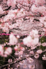 川006