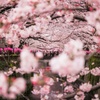 川006