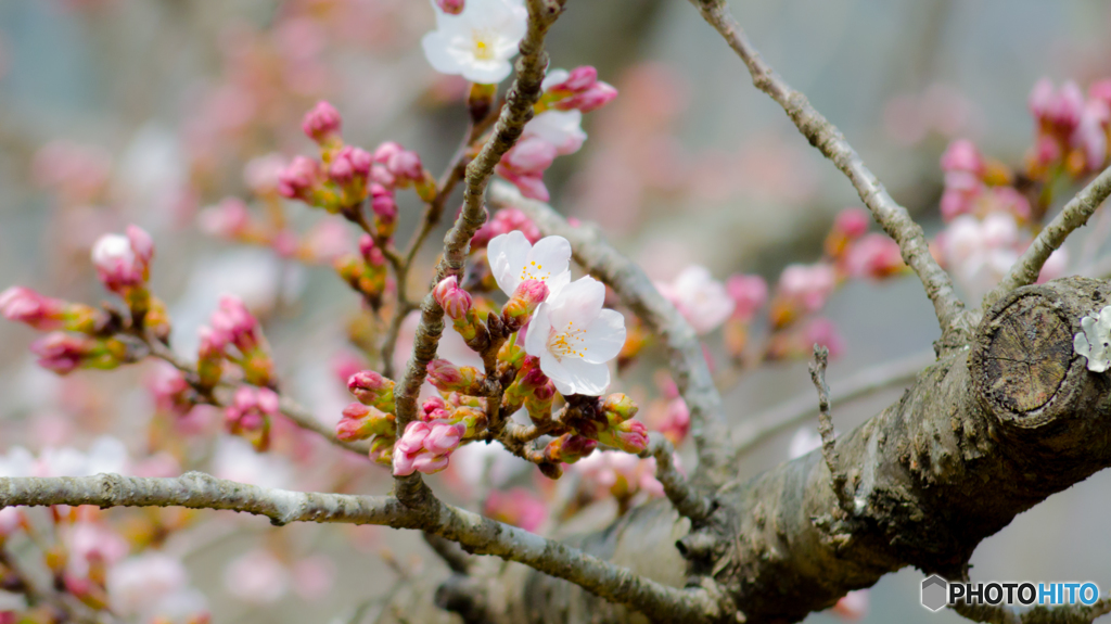 大きな桜の木の下で