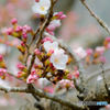 大きな桜の木の下で