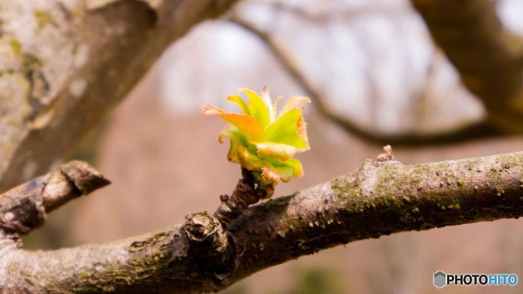 コレなんの芽？