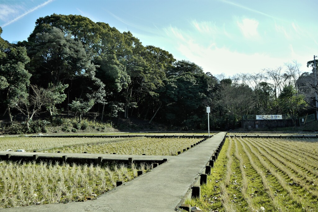 熱田神宮　大高齋田