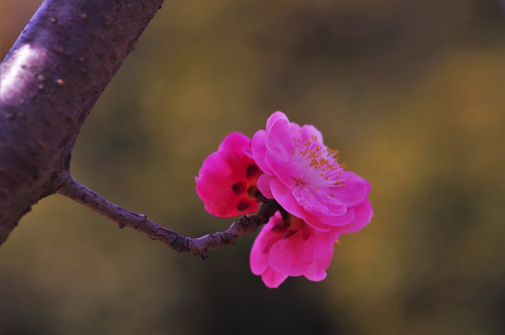 紅梅