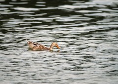 鳥撮りには天気が悪い