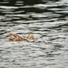 鳥撮りには天気が悪い