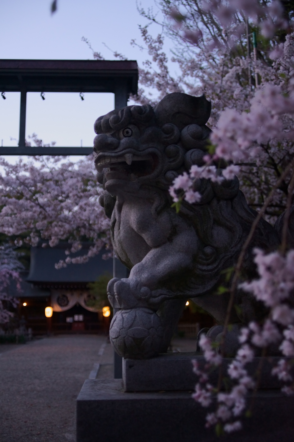 桜と狛犬