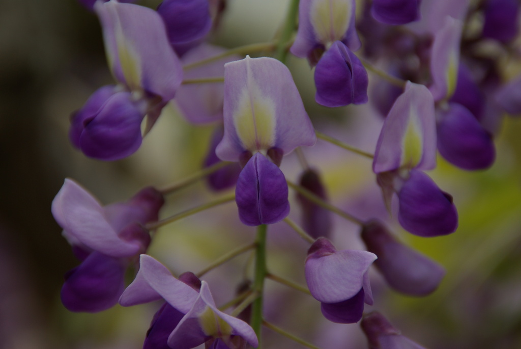 藤の花