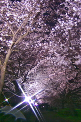 夜桜見物　3