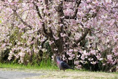 闊歩する鳩2