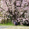 闊歩する鳩2