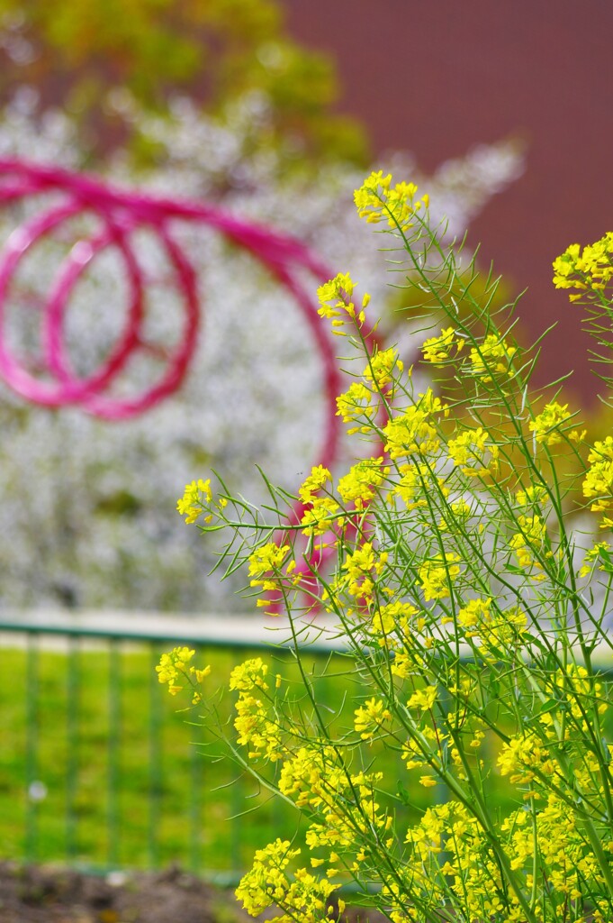 公園の菜の花