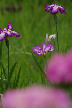 前ボケは紫陽花