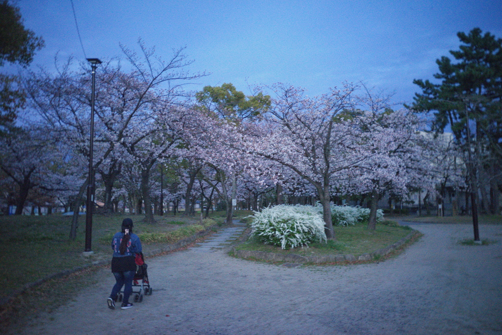 夕方の散歩道