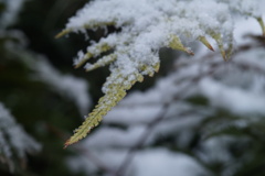 雪