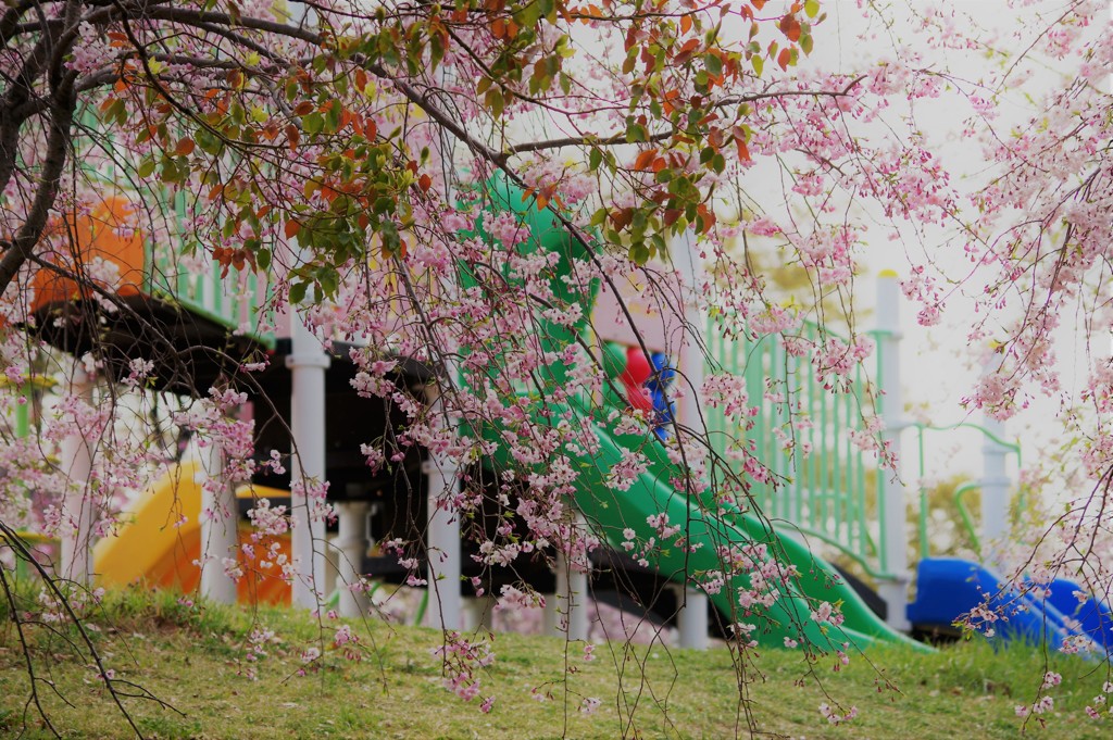 遊具としだれ桜