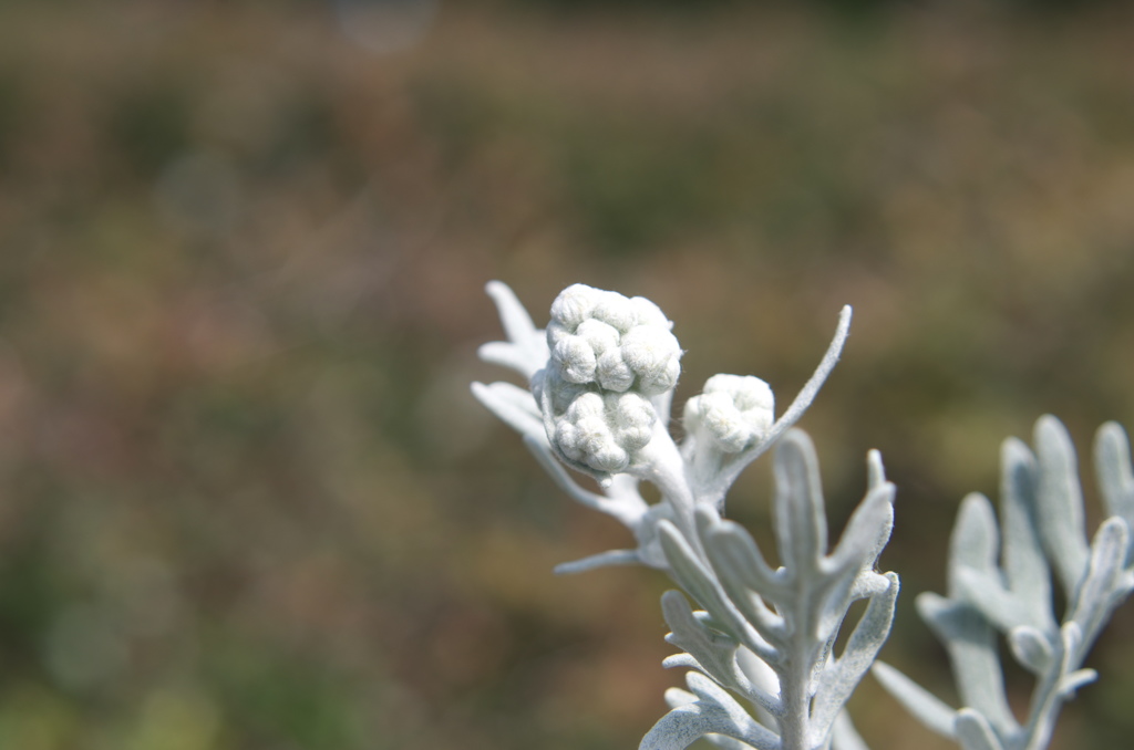 花？