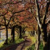 秋の小路
