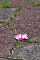 ぽろっと落ちる