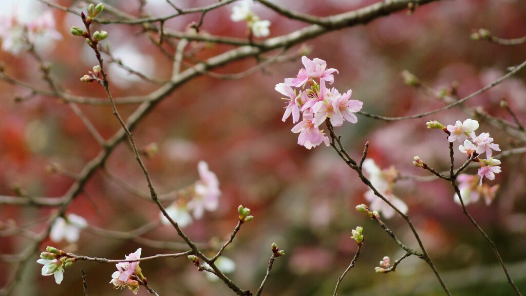 十月桜
