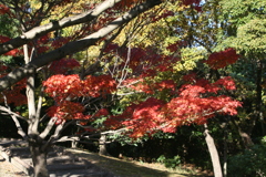 散歩道で紅葉狩り