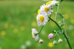 野に咲く花