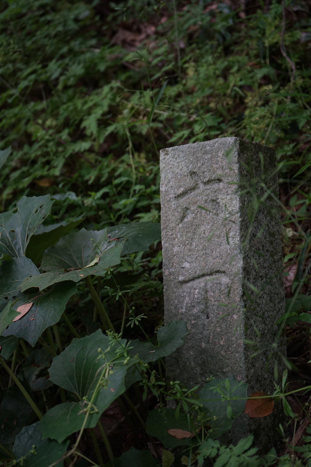 道半ば
