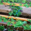 金魚の泳ぐ手水舎