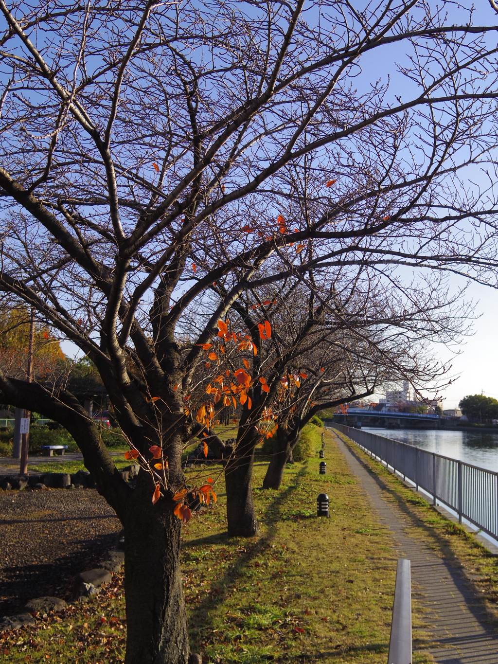 冬の桜並木