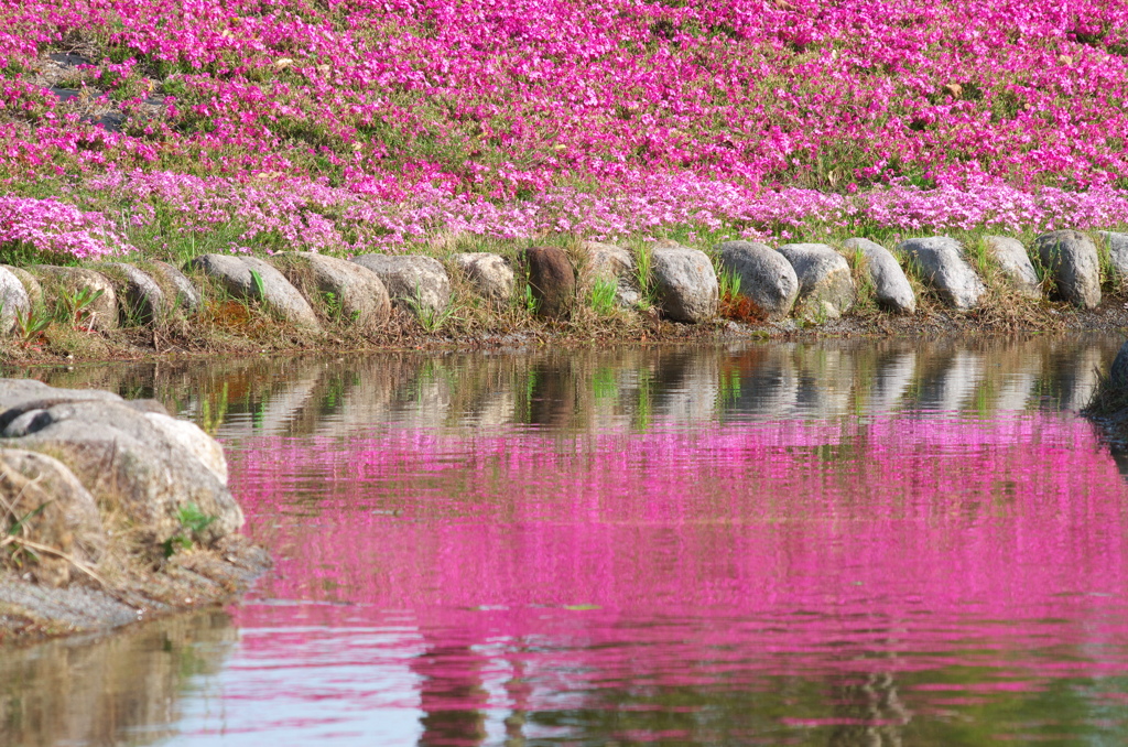 芝桜
