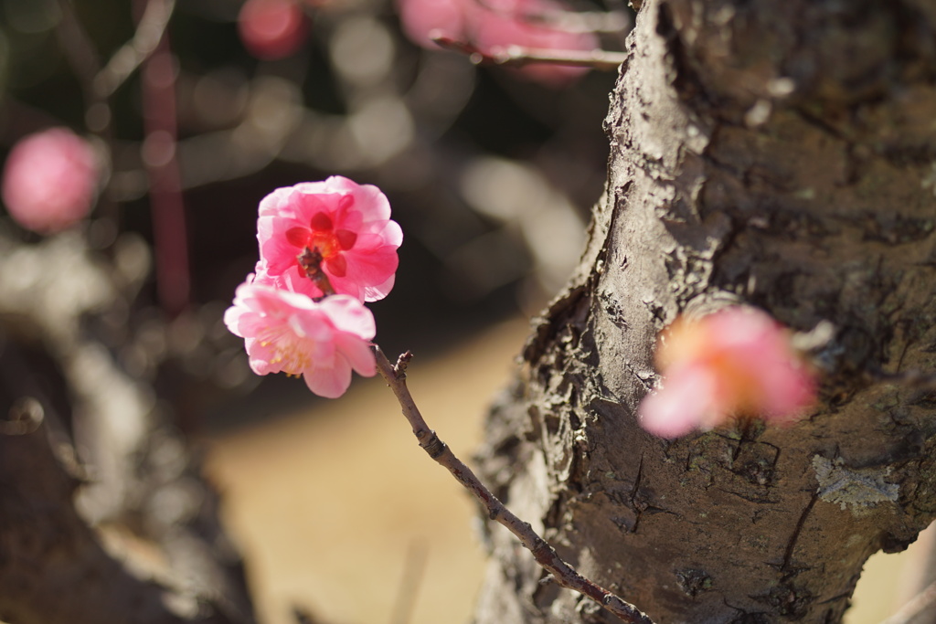 梅の開花