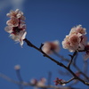 仰いで梅