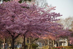 河津桜