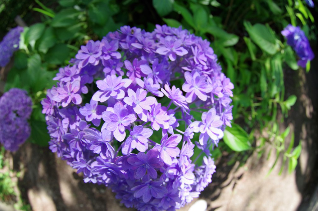 紫陽花祭り