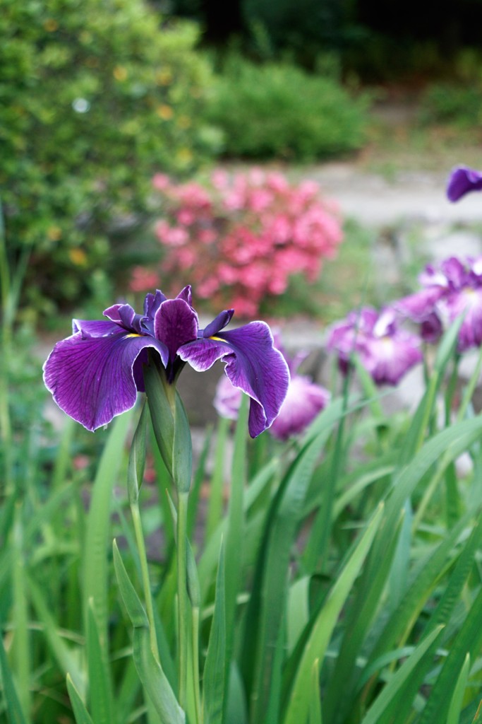 菖蒲
