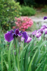 菖蒲