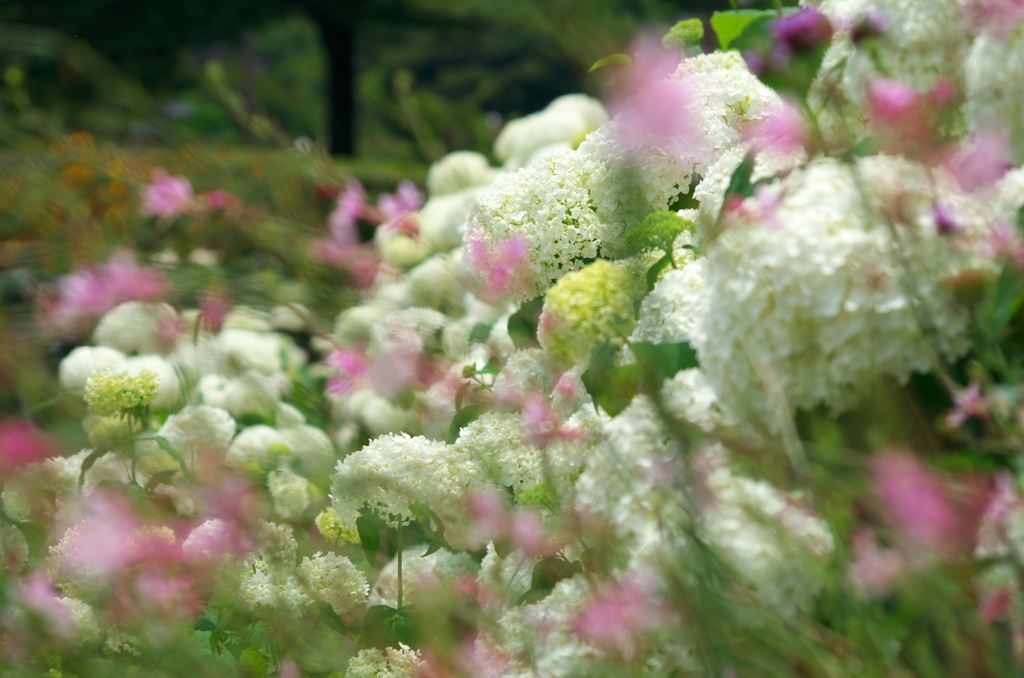 紫陽花？だと思うのですが(?_?)