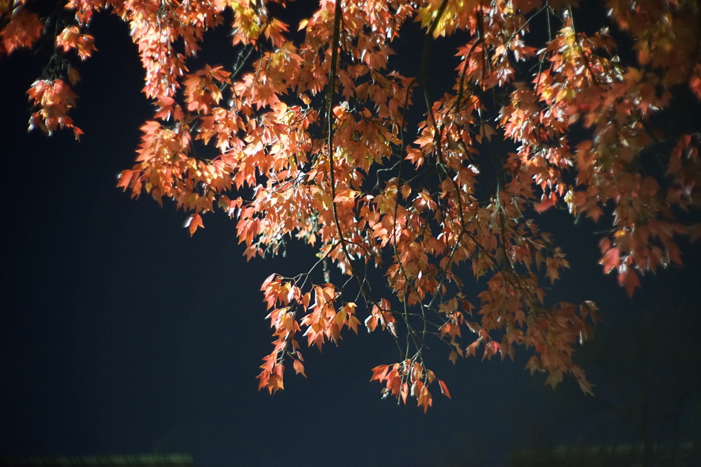 紅葉