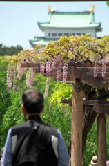 今日の主役は藤
