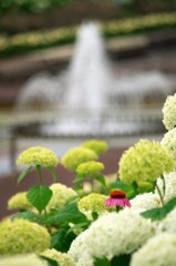 紅一点