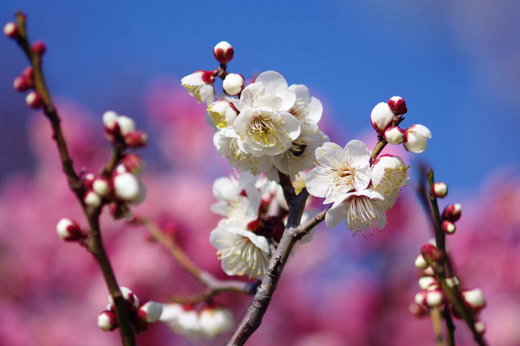 梅　開花