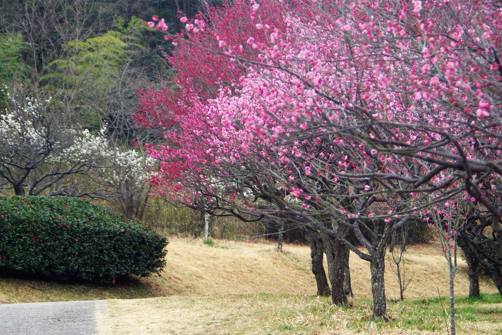 梅林公園