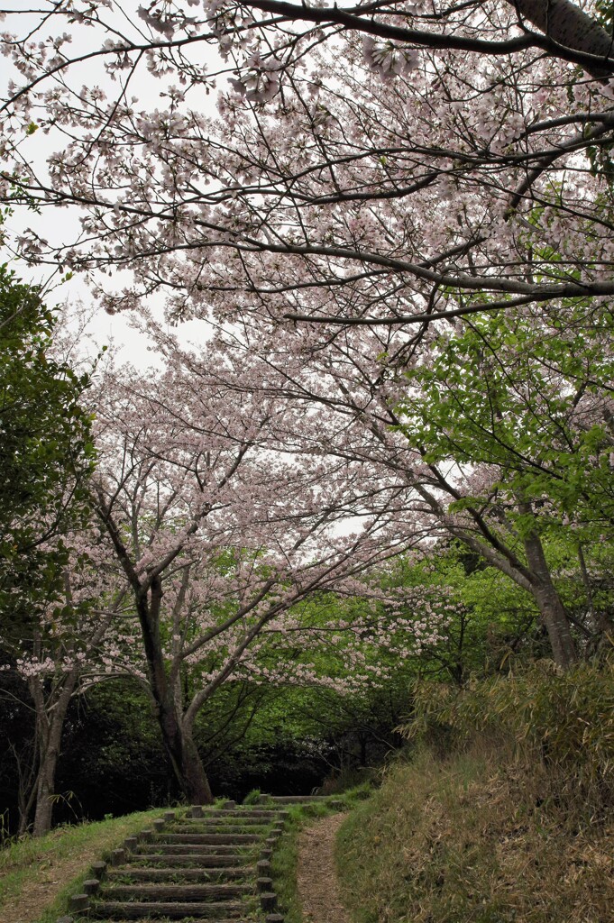 桜の回廊